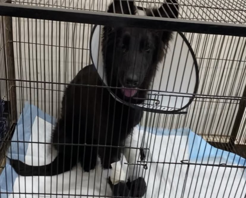 Happy pets relaxing in a clean, comfortable boarding facility