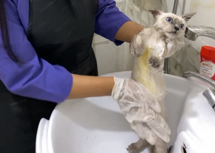 Professional pet groomer brushing a dog