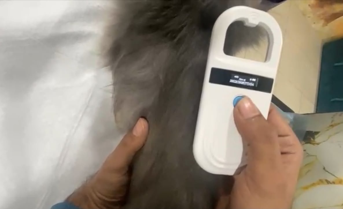 Veterinarian implanting a microchip into a pet