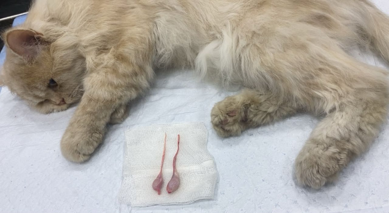 Veterinary surgeon preparing for a spay/neuter procedure