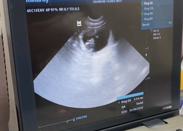 Veterinarian performing an ultrasound on a dog