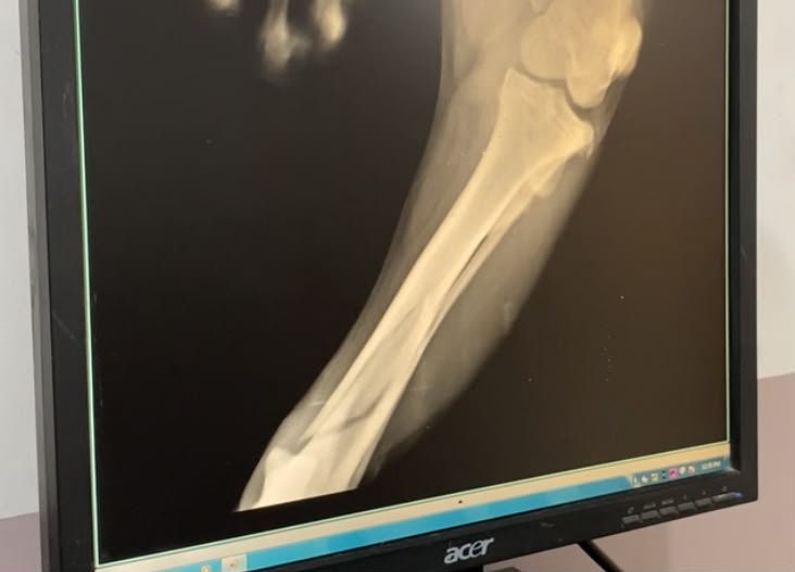 Veterinarian reviewing digital X-rays of a dog